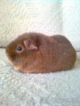Bobule